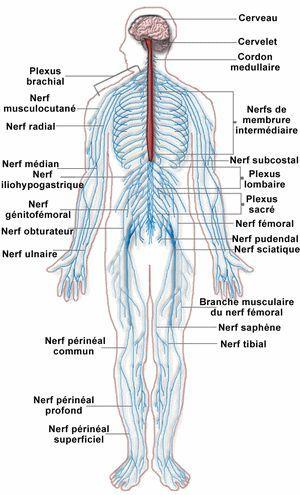 Neuroanatomie : Anatomie du Système nerveux central et périphérique